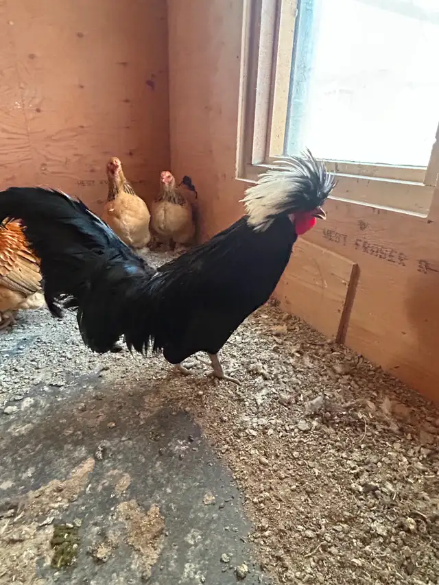 Polish chicken - Photo 3