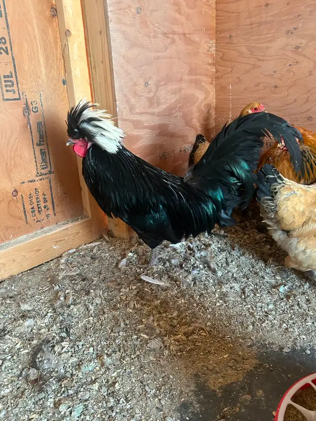 Polish chicken - Photo 4