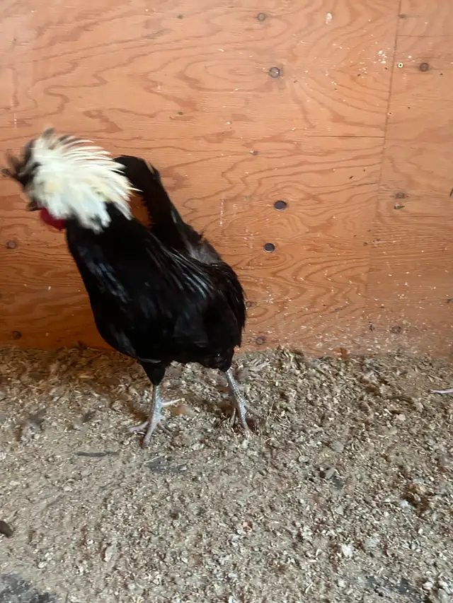 Polish chicken - Photo 5