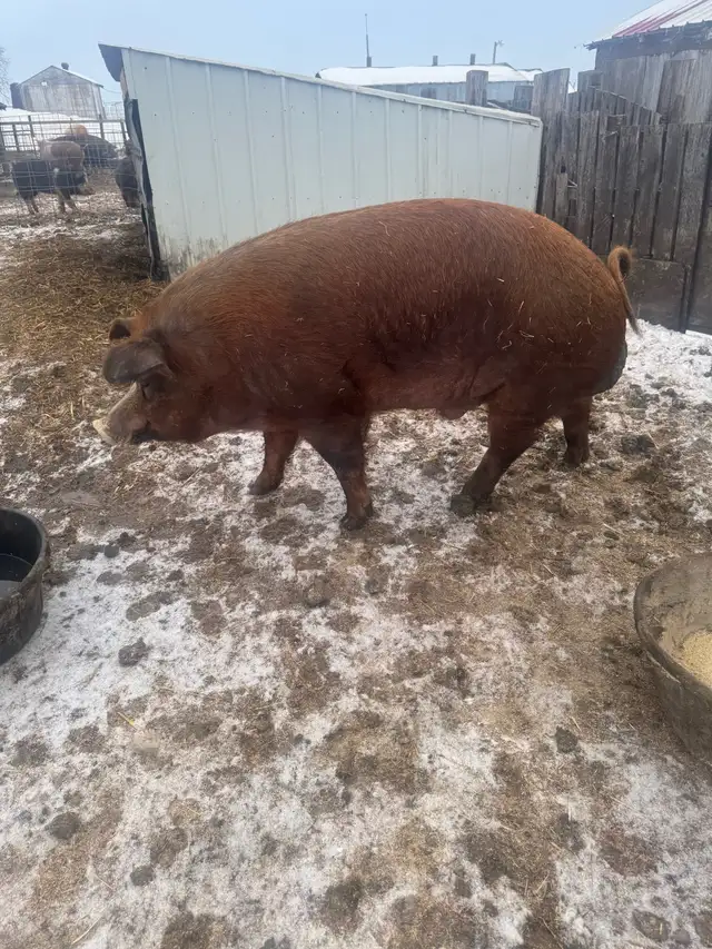 Hereford boar - Photo 2