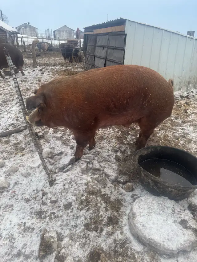 Hereford boar - Photo 3