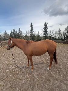 Beautiful sorrel 3 year old AQHA registered mare