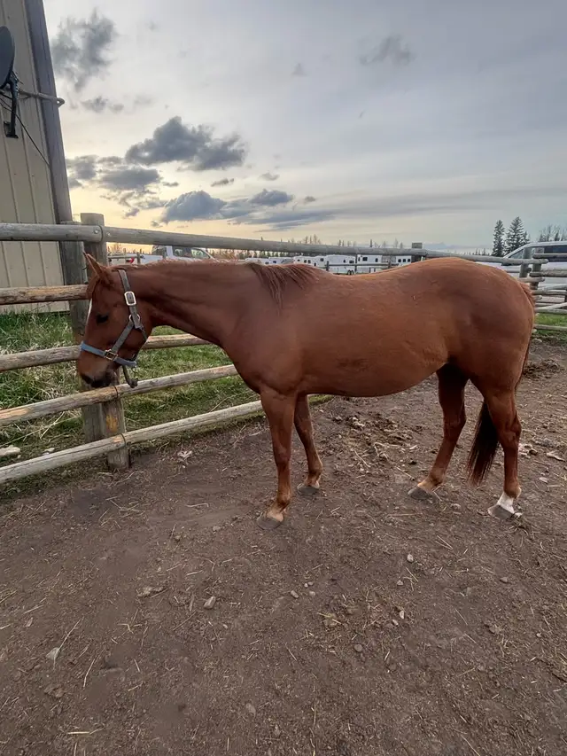 Beautiful sorrel 3 year old AQHA registered mare - Photo 2