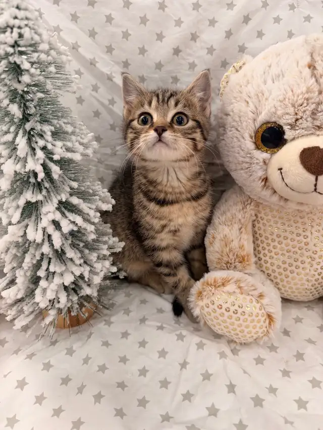 ❤️ Bengal x Siberian Kittens ❤️ (437) 292-1163 - Photo 3