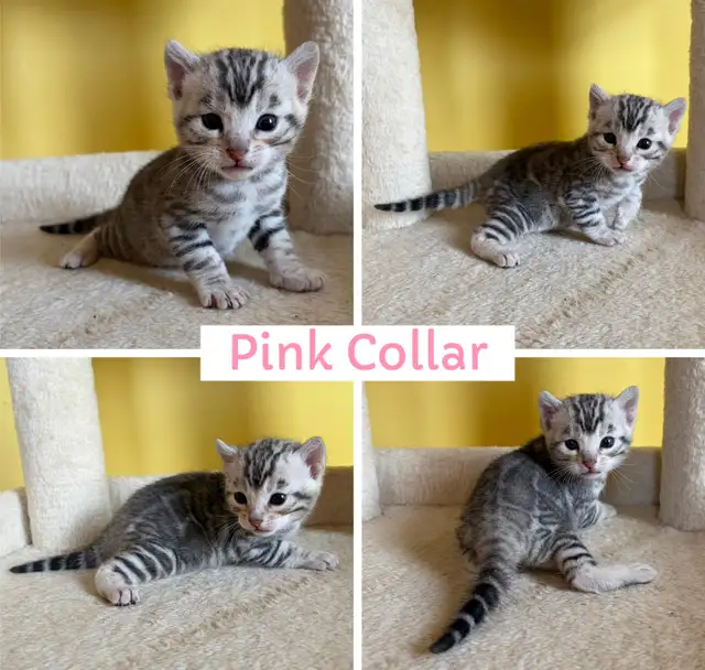 TICA Registered Bengal Kittens