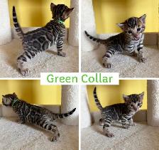 TICA Registered Bengal Kittens - Photo 3