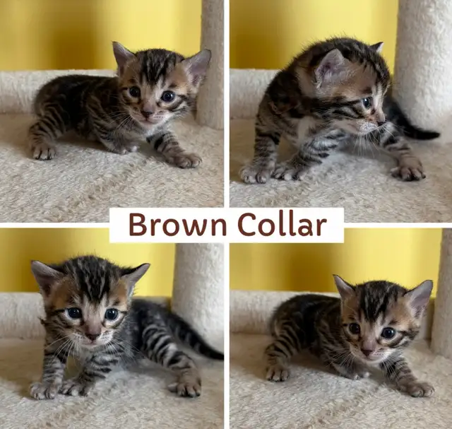 TICA Registered Bengal Kittens - Photo 4