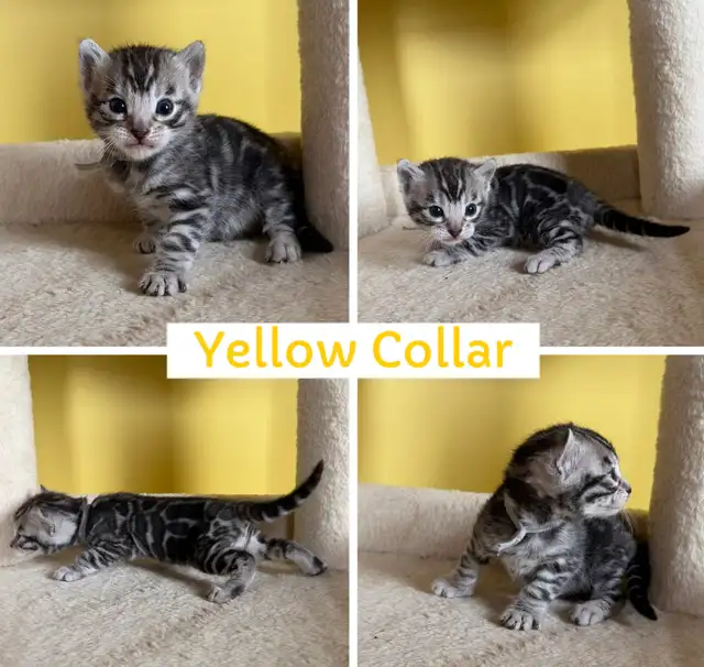 TICA Registered Bengal Kittens - Photo 5