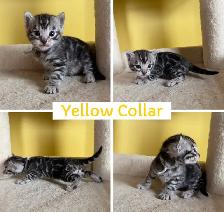 TICA Registered Bengal Kittens - Photo 5