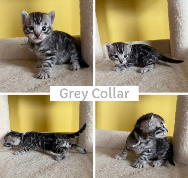 TICA Registered Bengal Kittens - Photo 6
