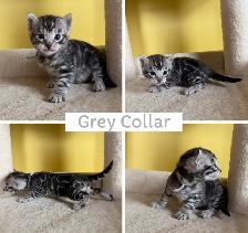 TICA Registered Bengal Kittens - Photo 6