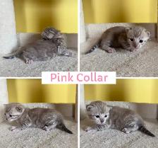 TICA Registered Bengal Kittens - Photo 7