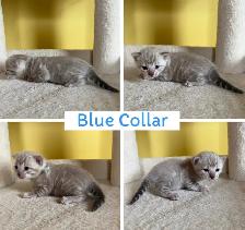 TICA Registered Bengal Kittens - Photo 8