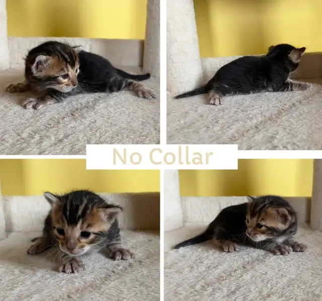 TICA Registered Bengal Kittens - Photo 9