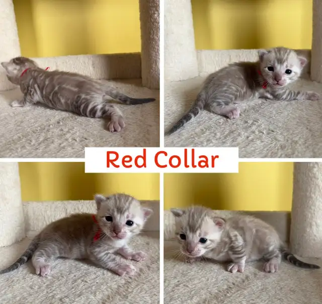 TICA Registered Bengal Kittens - Photo 10