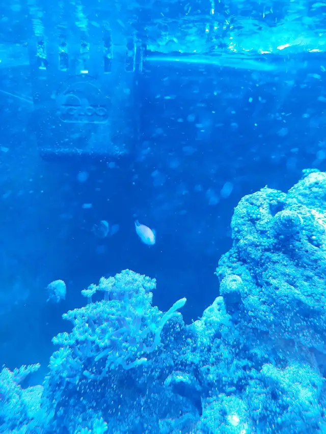 purple dottyback