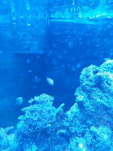 purple dottyback