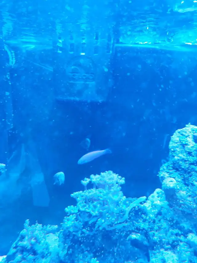 purple dottyback - Photo 2