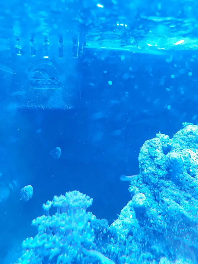 purple dottyback - Photo 3