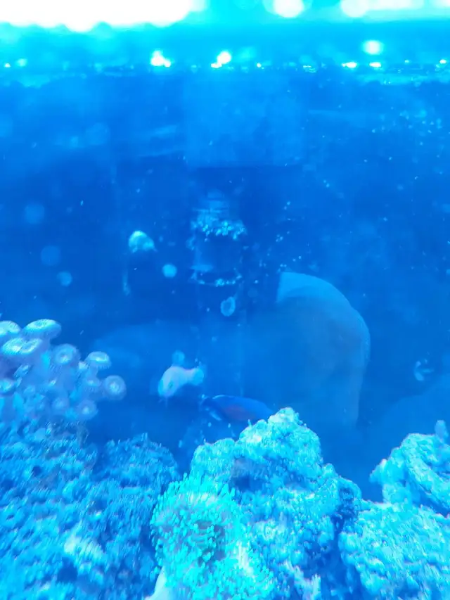 purple dottyback - Photo 4