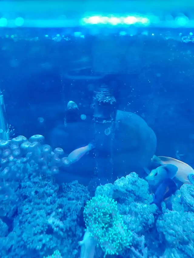 purple dottyback - Photo 5