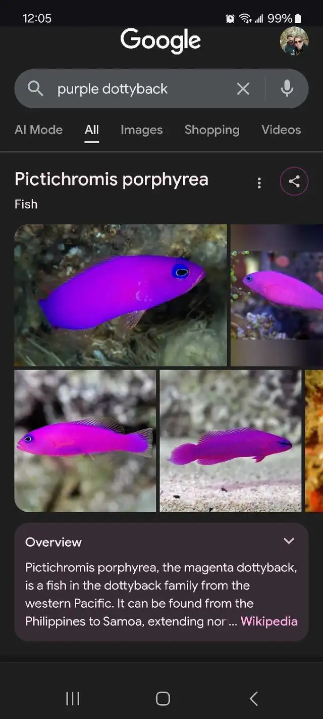 purple dottyback - Photo 6