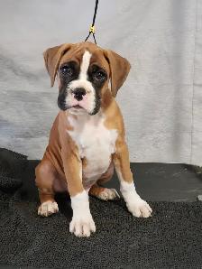 CKC registered Boxer puppies