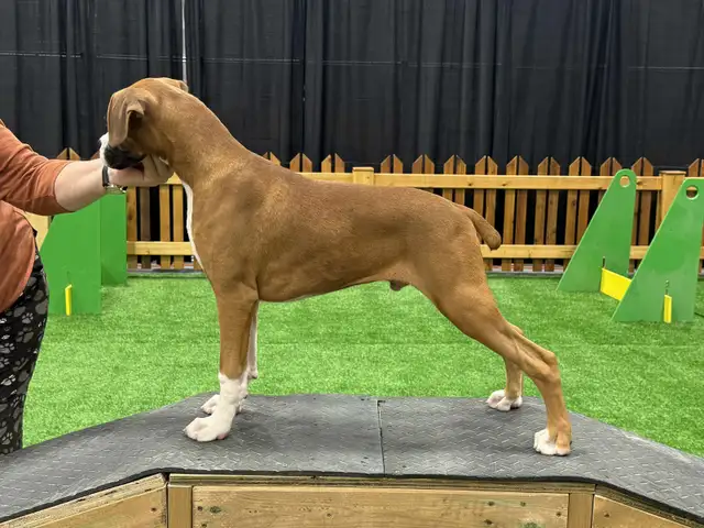 CKC registered Boxer puppies - Photo 2