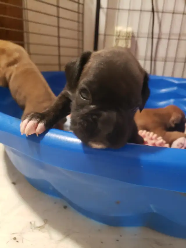 CKC registered Boxer puppies - Photo 3