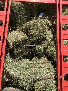 hay, choice 1 st cut sm bales