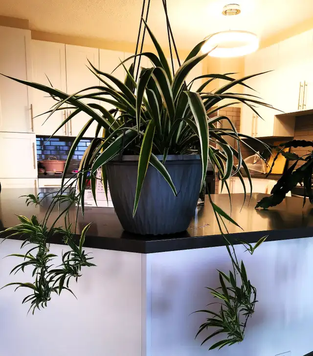 Edging Chlorophytum Comosum