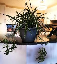 Edging Chlorophytum Comosum