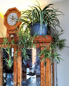 Edging Chlorophytum Comosum - Photo 3