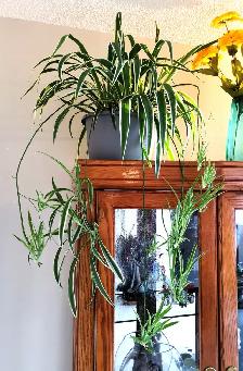 Edging Chlorophytum Comosum - Photo 4