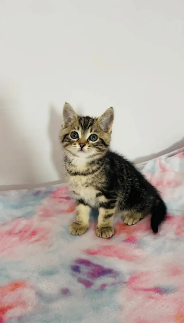 Make marble kitten - Photo 2