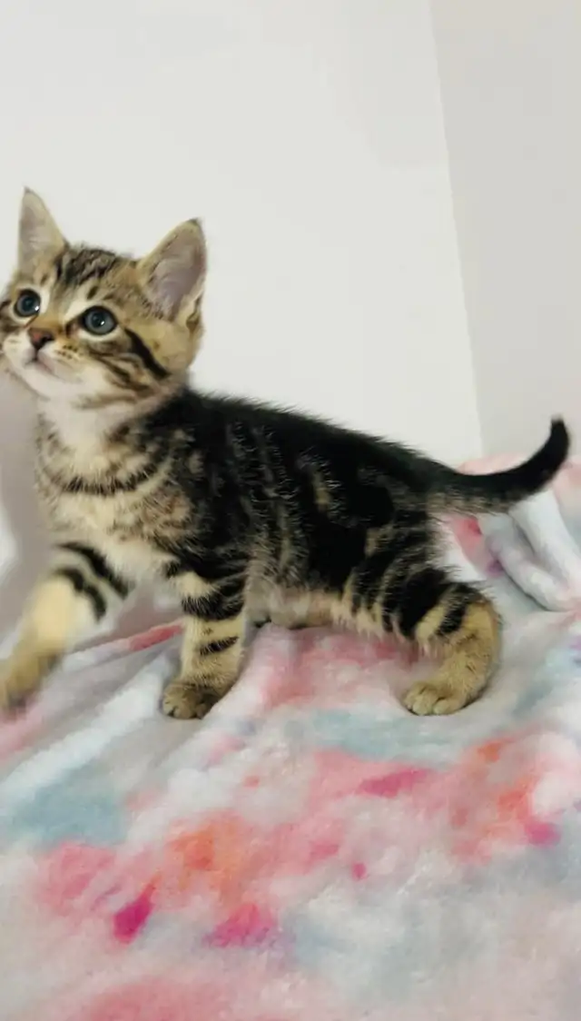 Make marble kitten - Photo 5