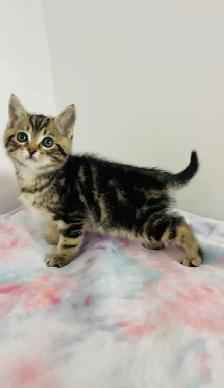 male beautiful kitten