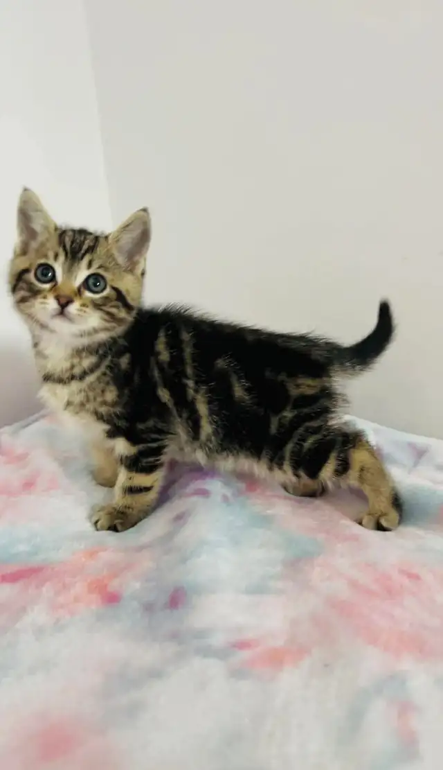 beautiful make kitten