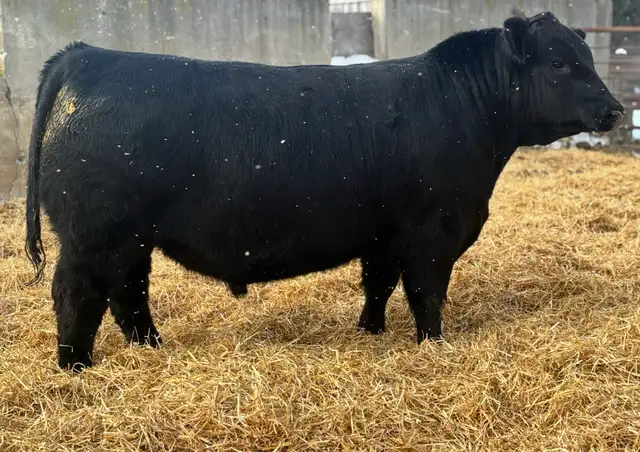CALVING EASE ANGUS BULLS