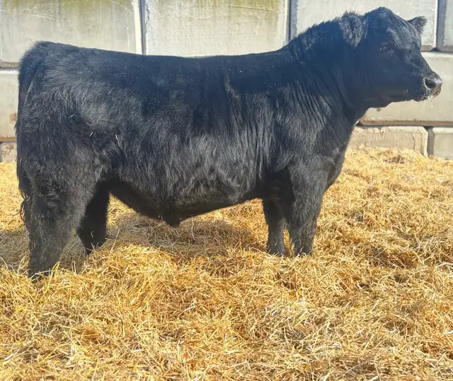 CALVING EASE ANGUS BULLS - Photo 2
