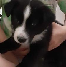 need help walking dogs