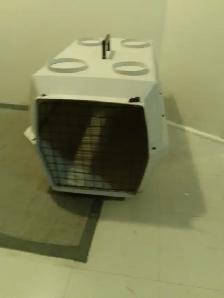 Medium Dog Kennel 24'lx16'wx16'h