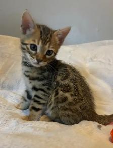 Purebred Bengal Boy Kitten