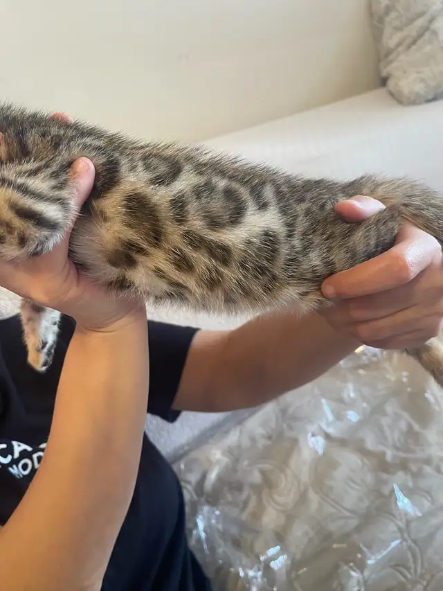 Purebred Bengal Boy Kitten - Photo 2