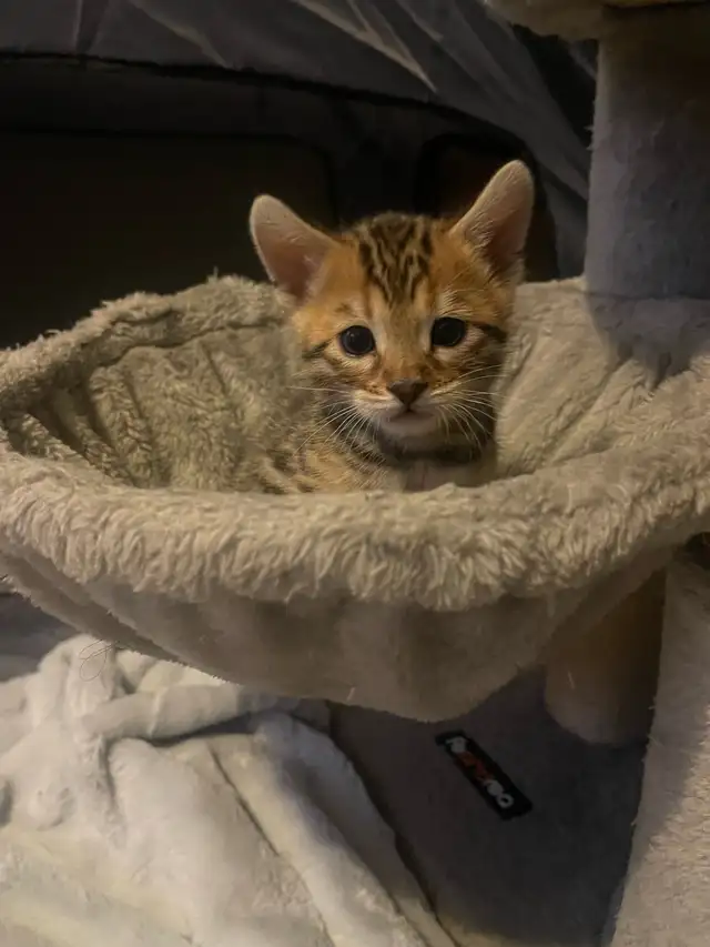 Purebred Bengal Boy Kitten - Photo 3