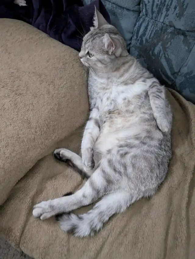 1yr  3mth old cat - Photo 2