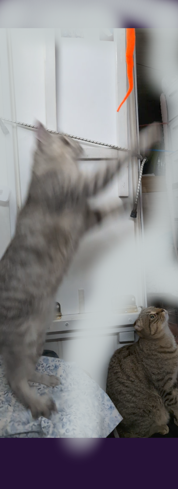 1yr  3mth old cat - Photo 3