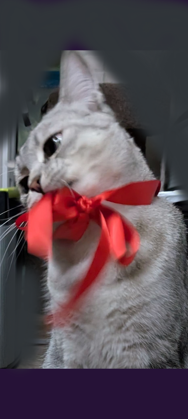 1yr  3mth old cat - Photo 4