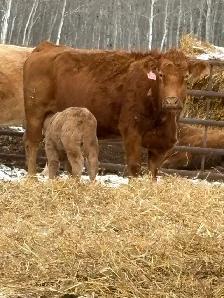 cow/calf pairs for sale