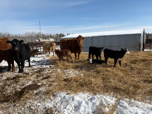 cow/calf pairs for sale - Photo 2